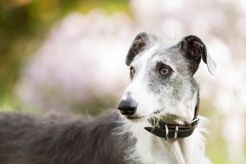 Obraz premium Rasseportrait des hundes Galgo Espanola
