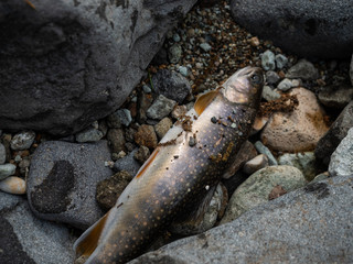 イワナ 魚 渓流魚 岩魚