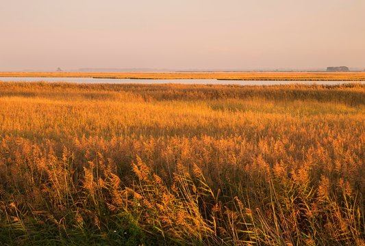 Reed belt at Barth Bodden, evening light, Fischland-Darss-Zingst, Western Pomerania Lagoon Area National Park, Mecklenburg-Western Pomerania, Germany, Europe