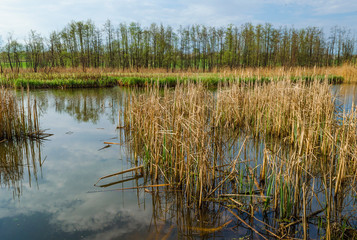 Obraz premium river with reeds in early spring