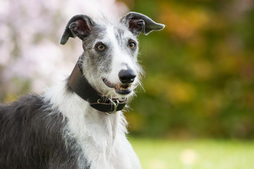 Rasseportrait des hundes Galgo Espanola
