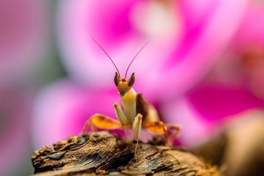 Mantis, nymph of the African flower mantis (Pseudocreobotra wahlbergii), captive, occurrence Africa
