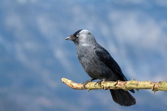 Western jackdaw (Corvus monedula) sits on a branch, Tyrol, Austria, Europe