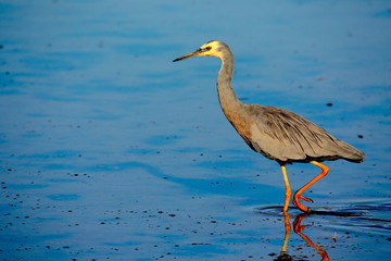 a heron