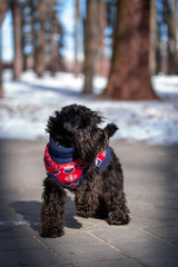 Miniature schnauzer in a winter sweater