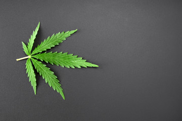 Green leaf of cannabis on a dark background. Marijuana with copy space for your text. See from...