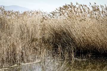 Reeds at the Prespes lake, Macedonia, Greece