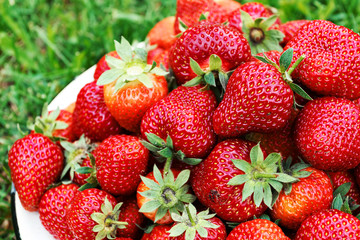 Ripe red juicy strawberries in bowl on juicy green grass background. Close-up.