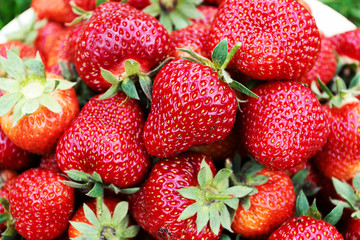 Ripe red juicy strawberries in bowl on juicy green grass background. Close-up.