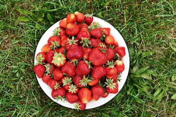 Ripe red juicy strawberries in bowl on juicy green grass background.