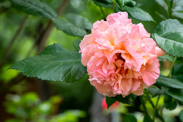 Fragrant pink rose (Christopher Marlowe, AUSjump, English Rose, Austin) in a garden on a background of leaves close-up.