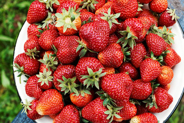 Ripe red juicy strawberries in bowl on juicy green grass background. Close-up.