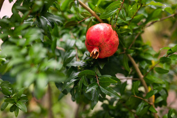 One little red garnet hanging on a branch with green foliage. Ripe pomegranate grows on a tree