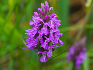 Northern marsh orchid (Dactylorhiza purpurella) © AngieC