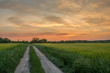 Fototapeta na wymiar Dirt road through green fields, horizon and colorful sky after sunset