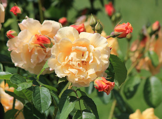 riot of flowers in the summer park