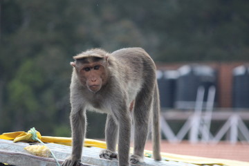 Naklejka premium Monkey 