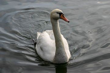 A swan at the lake of Kastoria, Macedonia, Greece