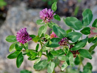 Strauch mit violetten Blüten