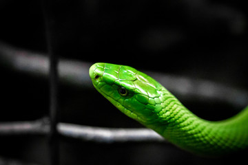 green snake