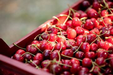 Fresh cherries in Honaz, Denizli-Turkey