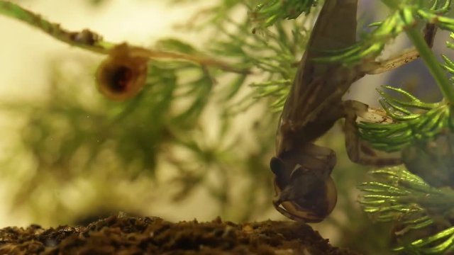 belostomatid water bug eating a planorbe snail