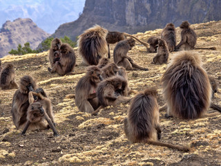 Big bunch of Gelada, Theropithecus gelada, on the slopes of Simien Mountgais National Park, Ethiopia