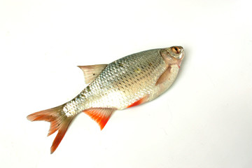 rudd fish isolated on white background