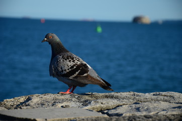 Obraz premium pigeon