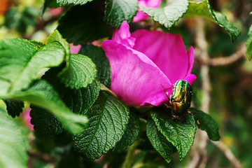 Close-up Cetonia aurata on pink garden rose. Concept of beauty, cosmetology, naturalness, environmental friendliness.