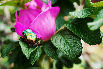 Close-up Cetonia aurata on pink garden rose. Concept of beauty, cosmetology, naturalness, environmental friendliness.