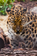 Fototapeta na wymiar Muzzle of a Far Eastern leopard close-up against the background of forest litter and logs, the look of a large predatory cat