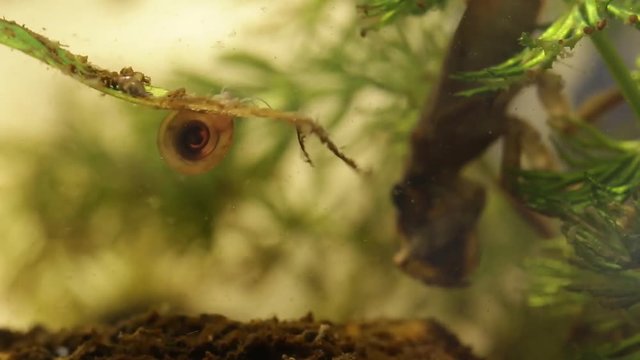 belostomatid water bug eating a planorbe snail
