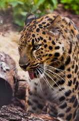 Plakat Muzzle of a Far Eastern leopard close-up against the background of forest litter and logs, the look of a large predatory cat