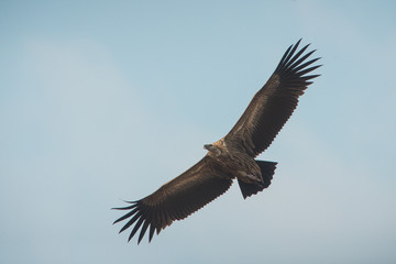 Himalayan griffon vulture flying
