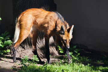 A red, maned wolf or guara is an unusual South American-style beast with a hellish appearance and...