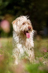 Mischlingshündin spielt im Wald und auf der Wiese
