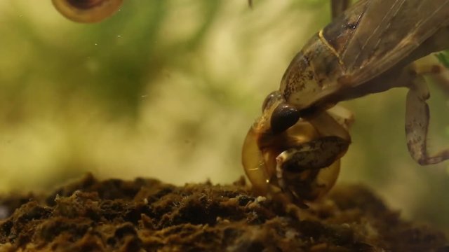 belostomatid water bug eating a planorbe snail
