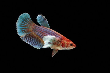 Fototapeta premium Siamese fighting fish, Betta splendens, colorful fish on a black background, Halfmoon Betta.