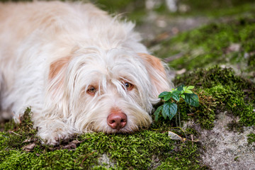 Mischlingshündin spielt im Wald und auf der Wiese