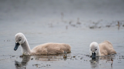 Isolated close up of mute swan youngsters in the wild- Danube Delta Romania