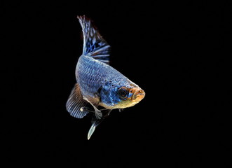 Siamese fighting fish,Betta splendens,blue fish, Blurred background, Halfmoon Betta.