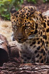 Plakat Muzzle of a Far Eastern leopard close-up against the background of forest litter and logs, the look of a large predatory cat