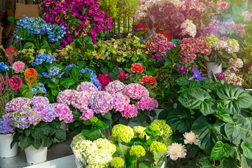 Fototapeta na wymiar 花屋の店先に並んだ色とりどりの花々