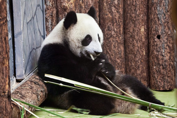 Obraz premium Cute panda sits on the ground in the corner and eats bamboo. Chinese panda in the Russian Moscow Zoo.