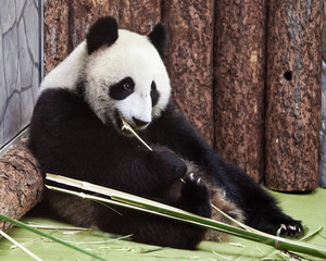 Cute panda sits on the ground in the corner and eats bamboo. Chinese panda in the Russian Moscow Zoo.