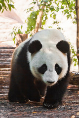Fototapeta premium big panda purposefully walks along the log flooring under the green foliage. Chinese panda in the Russian Moscow zoo.
