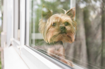 The dog sits on the window looks out the window