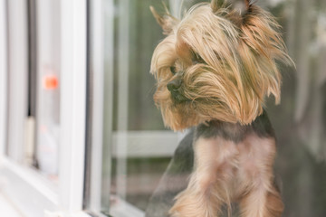 The dog sits on the window looks out the window