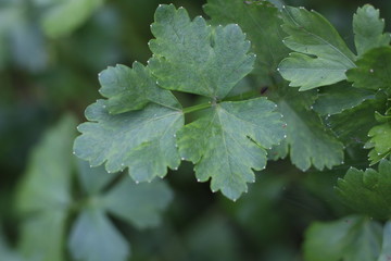 Solid green celery background